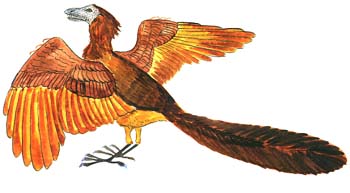 Archaeopteryx