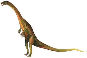 Massospondylus