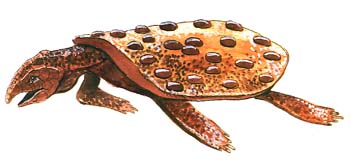 Placochelys