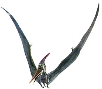 Pteranodon