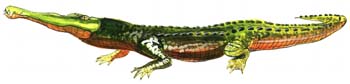 Rutiodon