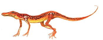 Terrestrisuchus