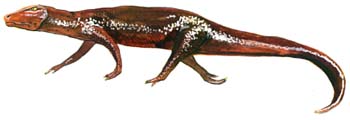 Ticinosuchus