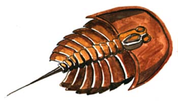 Trilobit