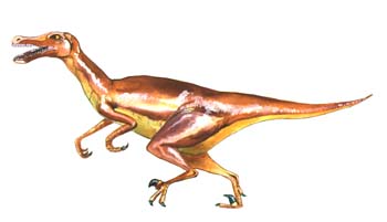 Velociraptor