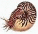 Nautilus